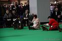 Crufts2011_2 641